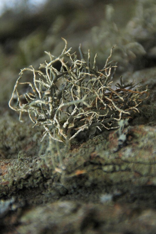 Lichens forestiers 3.3.2013 019